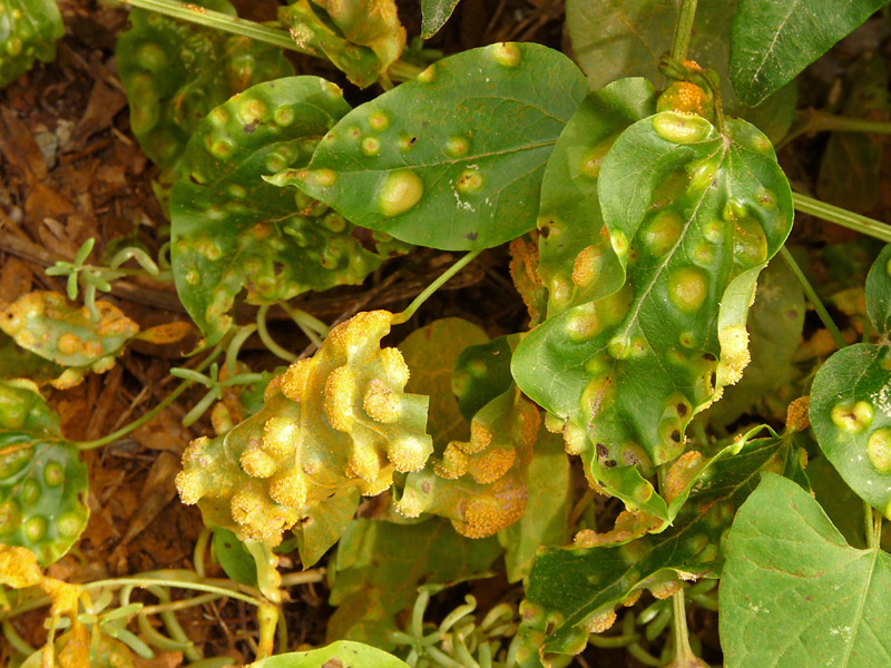 Puccinia 2 su Clematis vitalba